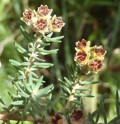Erica brownleeae, photographed by Nicola van Berkel