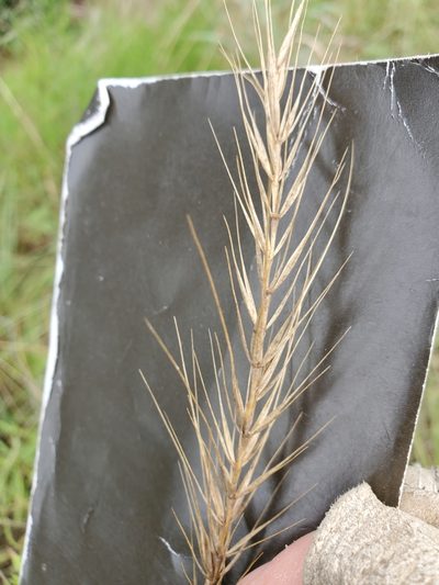 Elymus interruptus, photographed by Jo Roberts