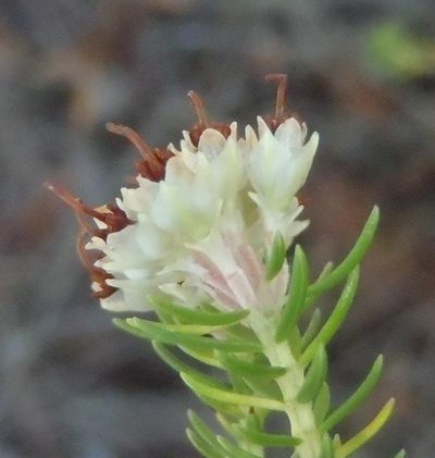 Erica brownleeae, photographed by Nicola van Berkel