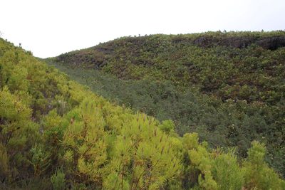 Cliffortia reniformis, photographed by Tony Rebelo
