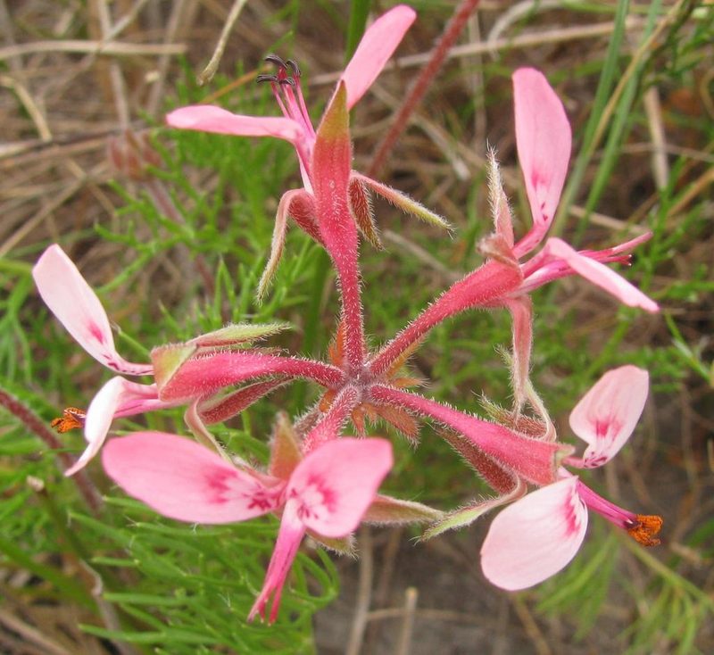 Pelargonium uliginosum, photographed by douglaseustonbrown