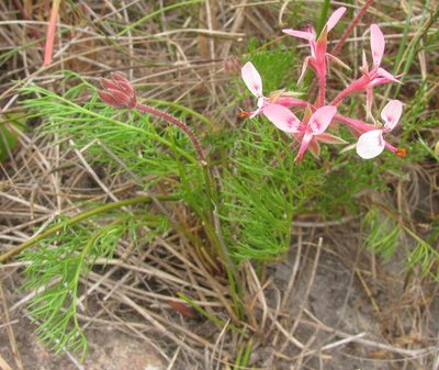 Pelargonium uliginosum, photographed by douglaseustonbrown