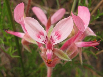 Pelargonium uliginosum, photographed by douglaseustonbrown