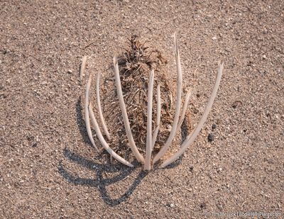 Oenothera deltoides, photographed by Tim Messick
