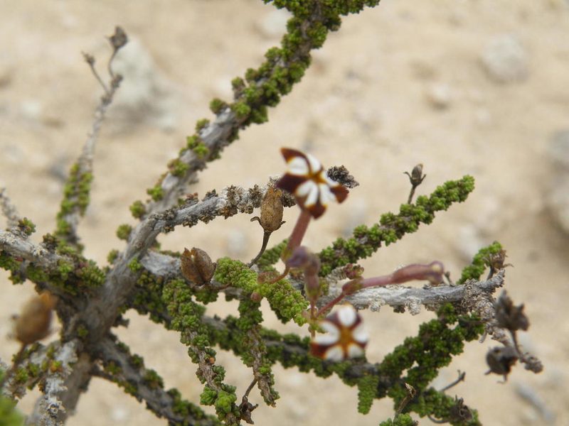 Jamesbrittenia merxmuelleri, photographed by Antoinette Eyssell Knox