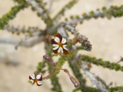 Jamesbrittenia merxmuelleri, photographed by Antoinette Eyssell Knox