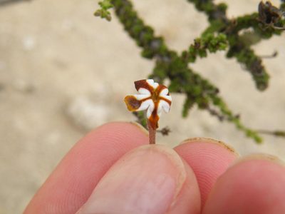 Jamesbrittenia merxmuelleri, photographed by Antoinette Eyssell Knox