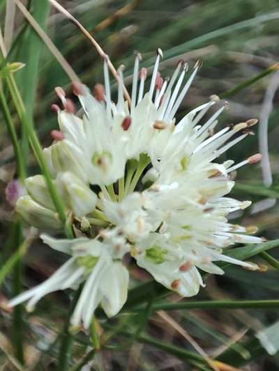 Allium ericetorum, photographed by xulescu_g