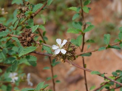 Melochia parvifolia, photographed by Luis Rubio-Yépez