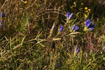 Gentiana pneumonanthe, photographed by Вячеслав Юсупов