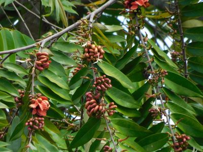 Xylopia aromatica, photographed by Luis Rubio-Yépez