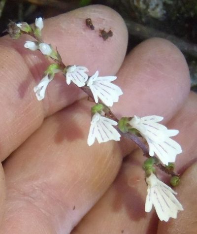 Holothrix orthoceras, photographed by Nicola van Berkel