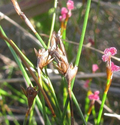 Restio pratensis, photographed by douglaseustonbrown