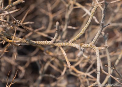 Psorothamnus polydenius, photographed by Tim Messick
