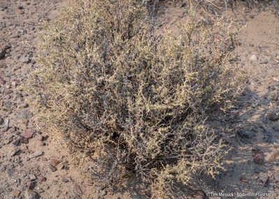 Sarcobatus baileyi, photographed by Tim Messick