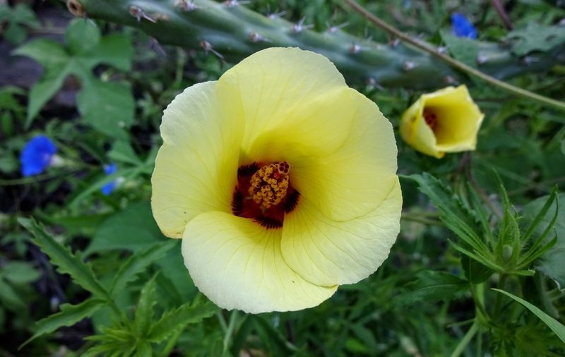 Hibiscus biseptus, photographed by Andrew Tree