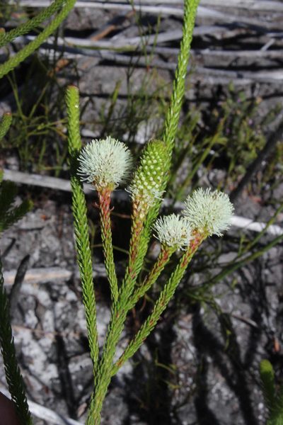 Berzelia ecklonii, photographed by Tony Rebelo