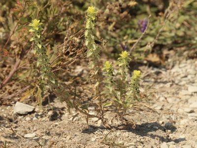 Sideritis montana, photographed by Andrew Bazdyrev