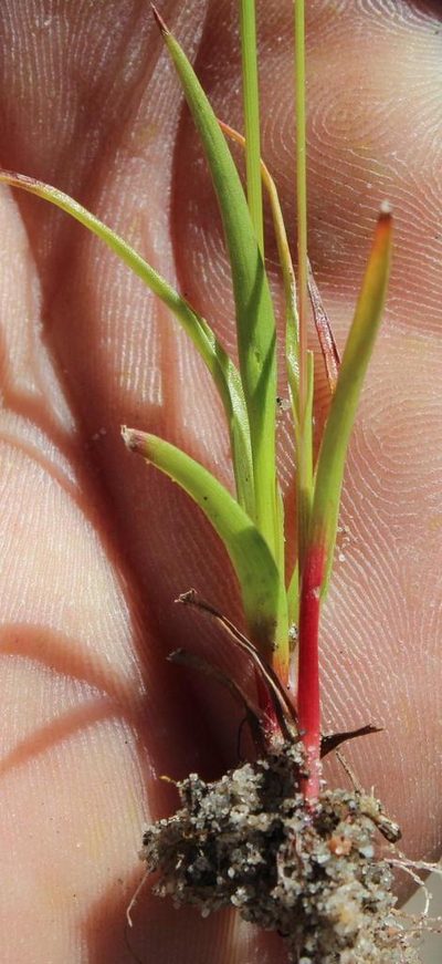 Juncus cephalotes, photographed by Tony Rebelo