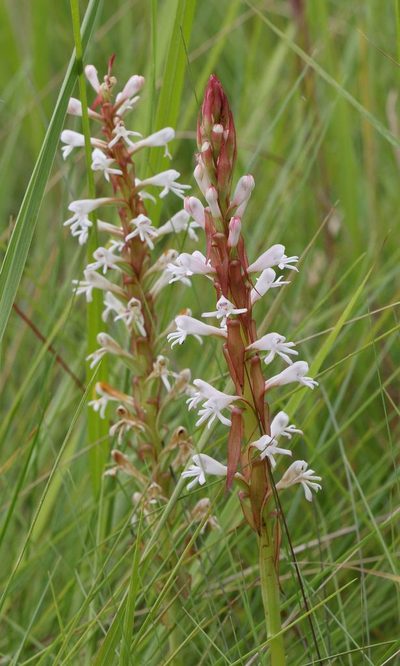 Satyrium macrophyllum, photographed by Alan Manson