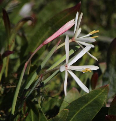 Geissorhiza exscapa, photographed by Tony Rebelo