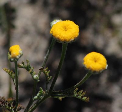 Oncosiphon grandiflorus, photographed by Tony Rebelo