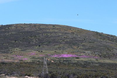 Ruschia tumidula, photographed by Tony Rebelo