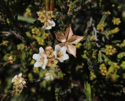 Diosma aspalathoides, photographed by Tony Rebelo