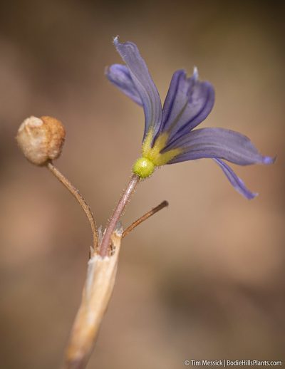 Sisyrinchium halophilum, photographed by Tim Messick