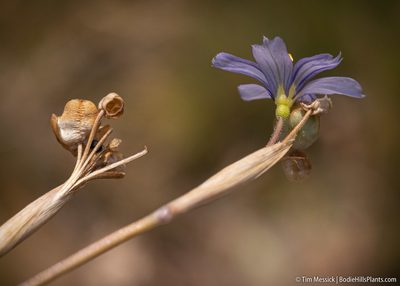 Sisyrinchium halophilum, photographed by Tim Messick