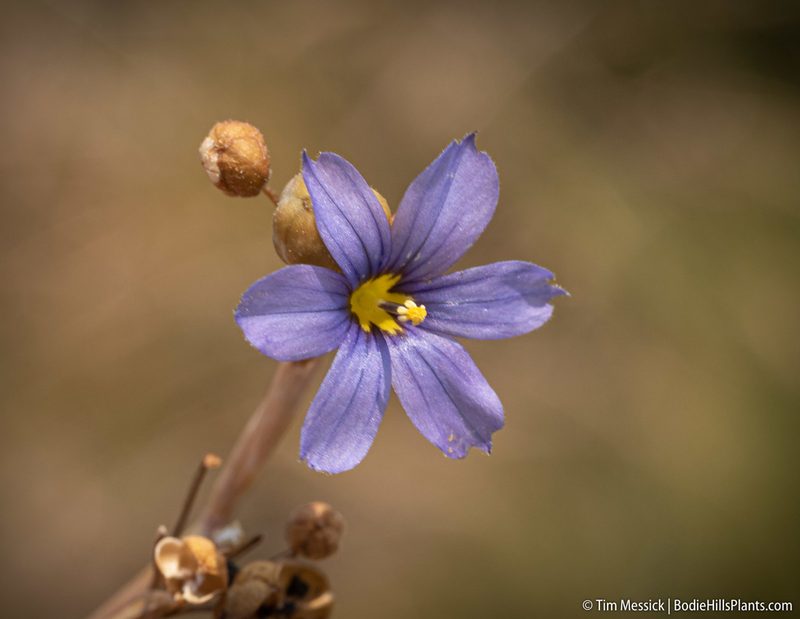 Sisyrinchium halophilum, photographed by Tim Messick