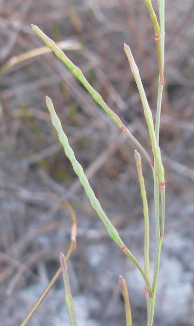 Heliophila macowaniana, photographed by douglaseustonbrown