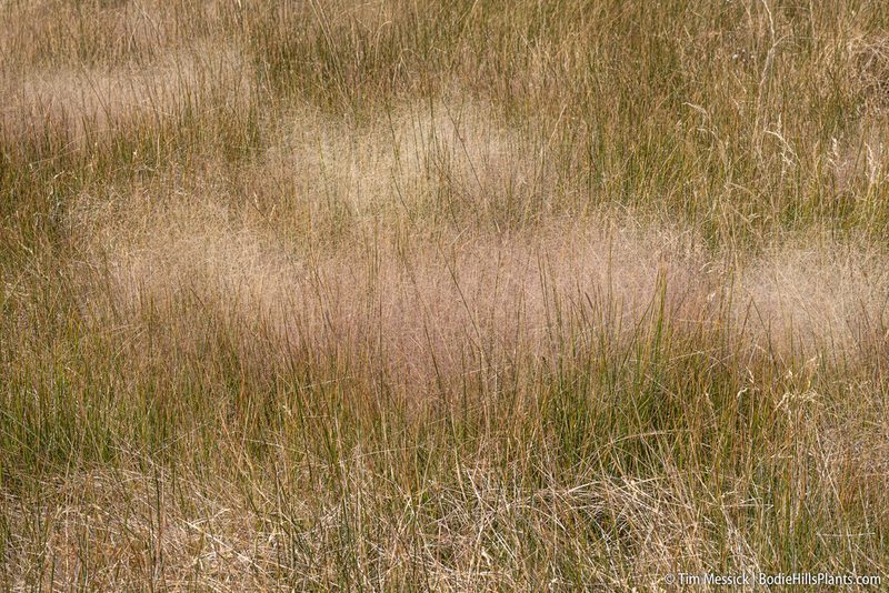 Muhlenbergia asperifolia, photographed by Tim Messick