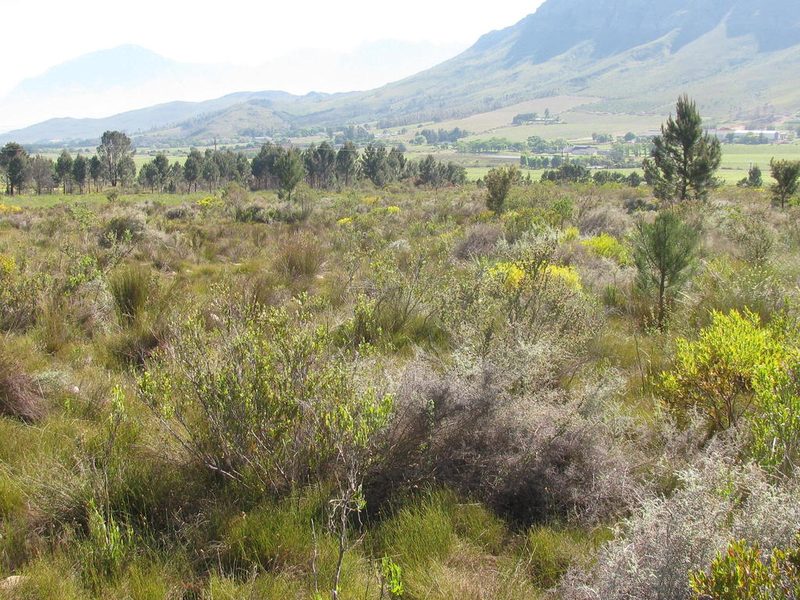 Ficinia leucoloma, photographed by douglaseustonbrown
