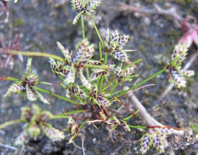 Ficinia leucoloma, photographed by douglaseustonbrown