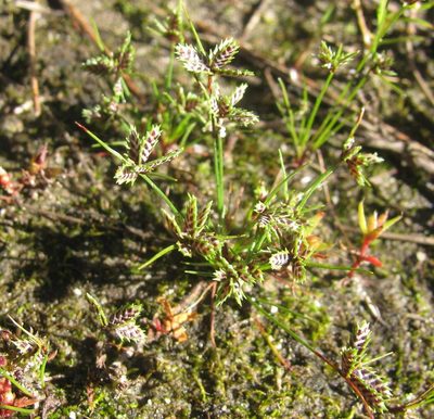 Ficinia leucoloma, photographed by douglaseustonbrown