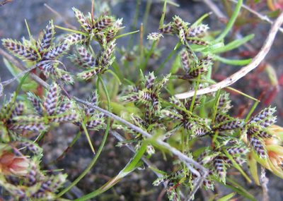 Ficinia leucoloma, photographed by douglaseustonbrown