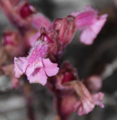 Harveya pauciflora, photographed by Tony Rebelo