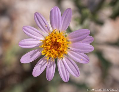 Dieteria canescens, photographed by Tim Messick