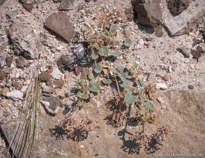 Abronia turbinata, photographed by Tim Messick