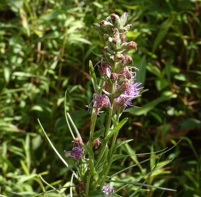 Liatris spicata, photographed by Brian White