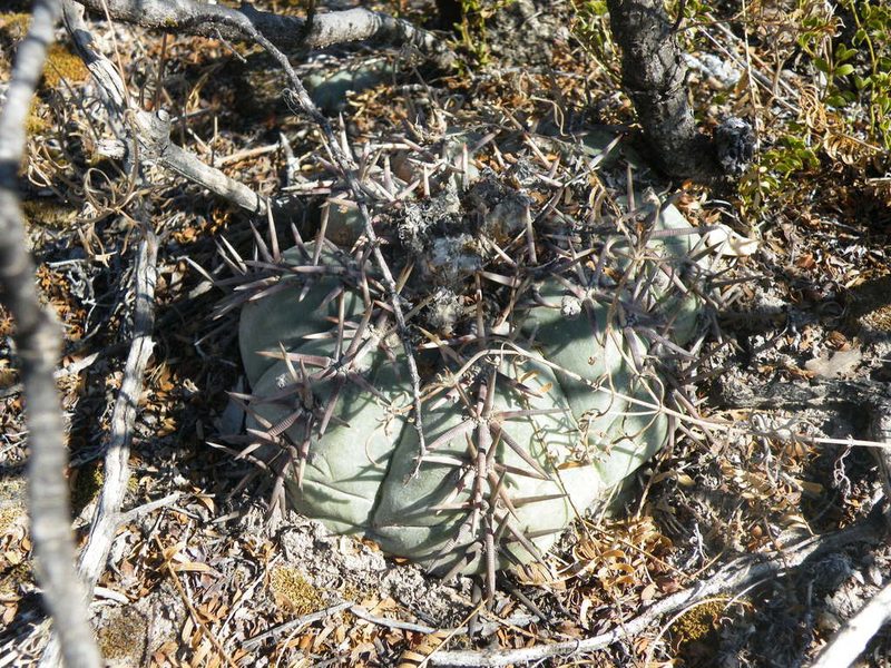 Echinocactus horizonthalonius, photographed by amantedarmanin