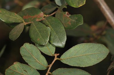 Bridelia cathartica