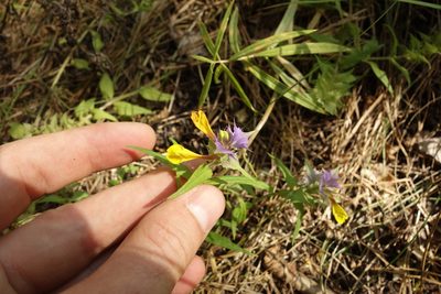 Melampyrum nemorosum, photographed by Aleksei Baushev