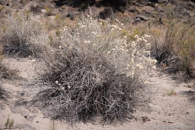 Tetradymia tetrameres, photographed by Tim Messick