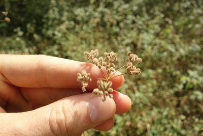 Torilis japonica, photographed by Aleksei Baushev