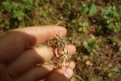 Allium oleraceum, photographed by Aleksei Baushev