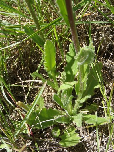 Senecio macrocephalus, photographed by Nicola van Berkel