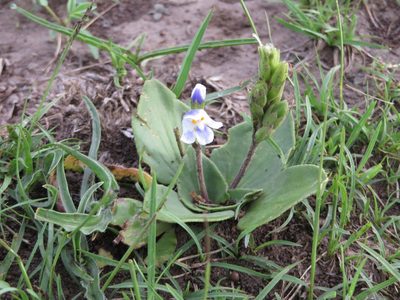 Craterostigma plantagineum, photographed by Jens-Christian Svenning