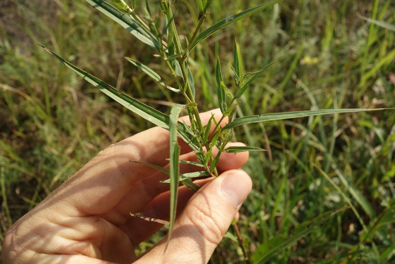 Lythrum virgatum, photographed by Aleksei Baushev